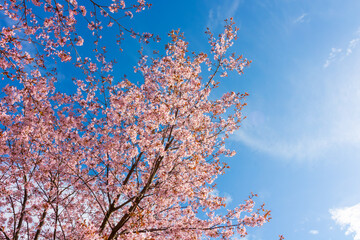 Closeup of cherry tree blossom