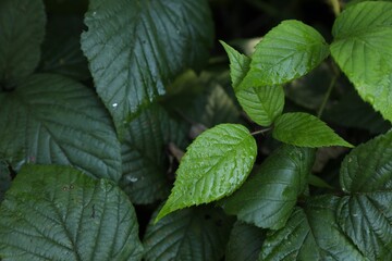 Beautiful wild plant with wet green leaves growing outdoors, closeup