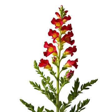 Snapdragon image isolated on a transparent background PNG photo