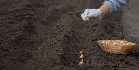 A woman plants an onion in the ground to grow onions.nature.