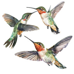 Hummingbirds watercolor vector bird isolated on white