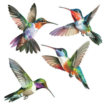 Hummingbirds watercolor vector bird isolated on white