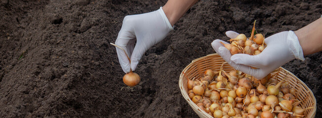 A woman plants an onion in the ground to grow onions.nature. - obrazy, fototapety, plakaty