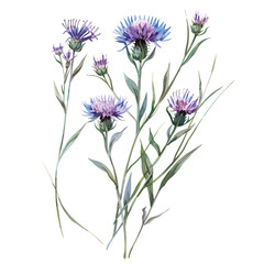 Knapweed watercolor drawing isolated on white background