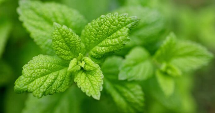 Mint leaves closeup background, fresh spearmint, peppermint leaves top view video. 