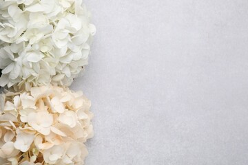 Beautiful pastel hydrangea flowers on light textured background, top view. Space for text