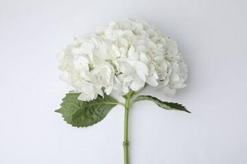 Beautiful hydrangea flower on white background, top view