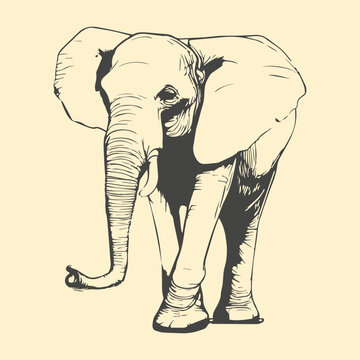 Eliphant line art vector. Animal Background.