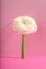 Beautiful white ranunculus flower on pink background