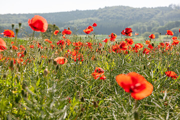 Roter Mohn, Jura, Frankreich