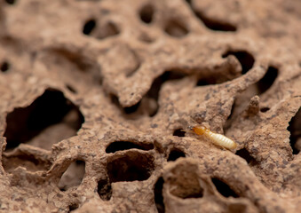 Close up of Termites Eating wood, (Termite damage house)