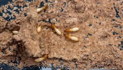 Close up of Termites Eating wood, (Termite damage house)