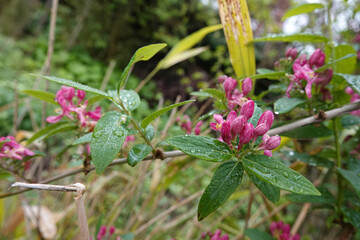 Closeup on the emerging red flowers of the Tatarian honeysuckle shrub, Lonicera tatarica