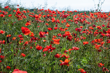 Roter Mohn, Jura, Frankreich