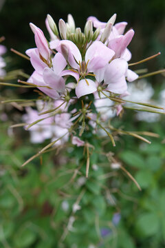 Vertical closeup on the pink flower of a spider flower or grandfather's whiskers plant, Cleome hassleriana