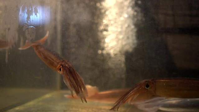 Alive fresh Hakodate Japan squids swim in tank for sashimi raw ika meal in Japanese restaurant