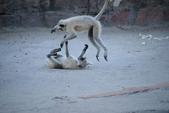 Two monkey playing together on the garden. two cute monkey playing on the temple Jodhpur.