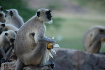 macaque (monkey) family eating maize (sweet corn) food on the ground area Jodhpur.