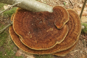 Closeup on the Willow loving thin walled maze polypore or the blushing bracket mushroom ,...