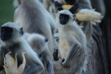 Group of Monkey sitting on the wall and holding sweet corn in the hand for eating jodhpur.