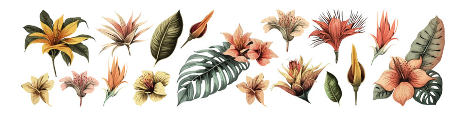Watercolor tropical plants. Flower vector illustration. Jungle leaf collection.