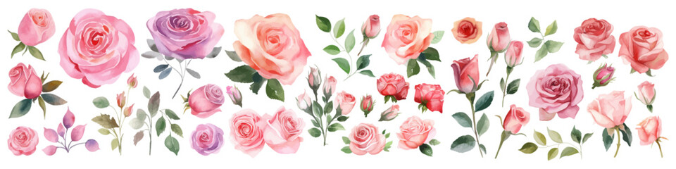 Watercolor vector flowers. Rose illustration. Bouquet set.