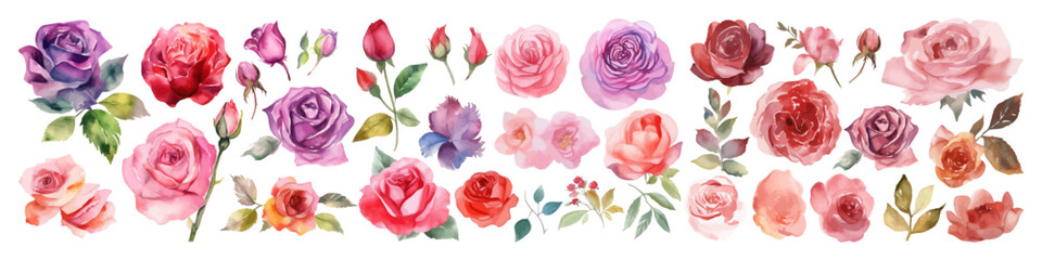 Watercolor vector flowers. Rose illustration. Bouquet set.