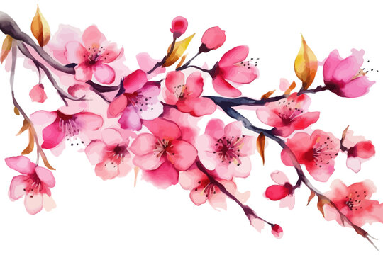 Cherry bloosom illustration. Watercolor vector background with flowers.