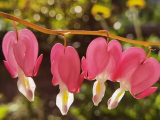 pink and white flowers