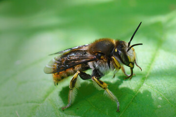 Natural closeup of a cute yellow banded European wool carder bee, Anthidium manicatum, sitting on a...