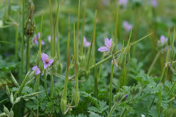 Closeup on an aggregation of pretty purple, bluish flower of Erodium ciconium wildflower plant in the field