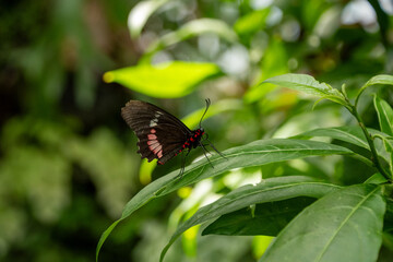Butterfly on Plant