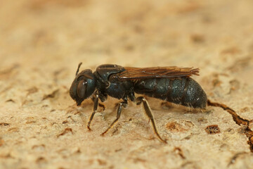 Closeup on a quite large mediterranean small carpenter bee, Ceratina chalcites