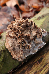 Closeup on a silver leaf mushroom, Chondrostereum purpureum on fallen wood