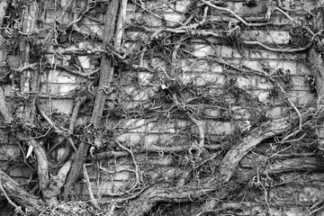 Stones Wall With Dry Branches