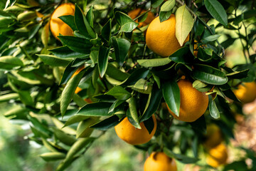 View of the Orange Garden, summer background. Farming content. A picturesque day and a gorgeous scene. Wonderful wallpaper image. Discover the beauty of the world