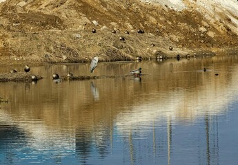 ducks in the lake