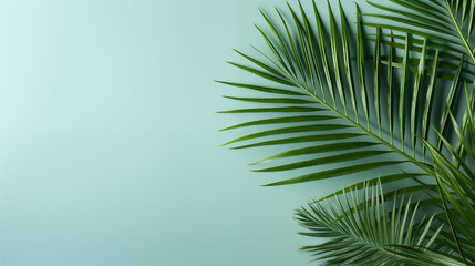 palm leaves on the light blue wall.