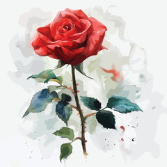 Watercolor drawing of red rose isolated on white