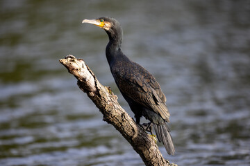 Great cormorant on a tree trunk