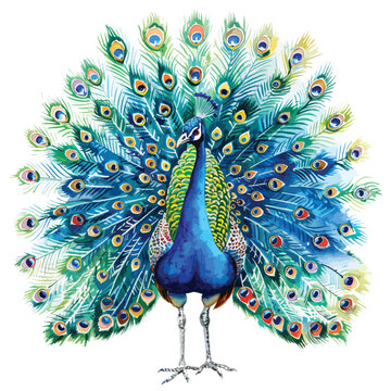 Watercolor feathers peacock drawing 