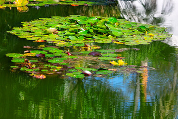 Beautiful water lilies in the pond. Reflection in the water in nature