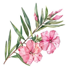 Watercolor illustration of a branch of a flower