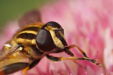 Closeup on a dangling marsh-lover hoverfly,Helophilus pendulus sitting on a pink flower