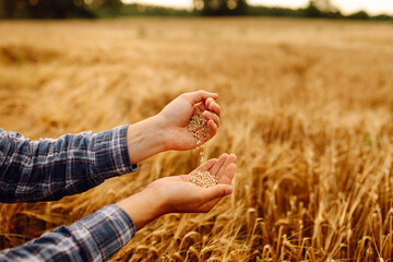 The hands of a farmer close up pour a handful of wheat grains in a wheat field. Harvesting. Agribusiness. Gardening concept.