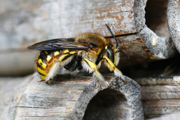 Dorsal closeup on a female European wool carder bee, Anthidium manicatum at the bee-hotel