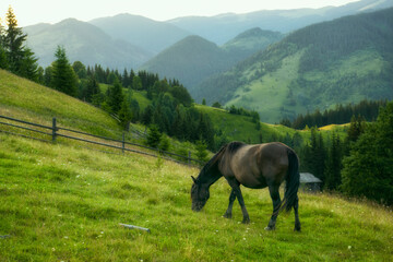 Fototapeta na wymiar A horse grazes on green meadows in the mountains. 