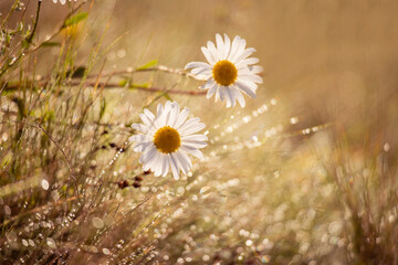 Field daisies among sparkling dew in the gentle morning light.