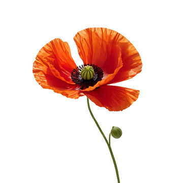 Poppy image isolated on a transparent background PNG photo