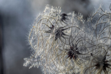 hairy seeds of a shrub in winter